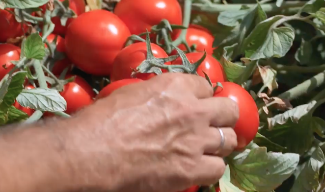 Ventajas del acolchado en Mater-Bi en el cultivo de tomate